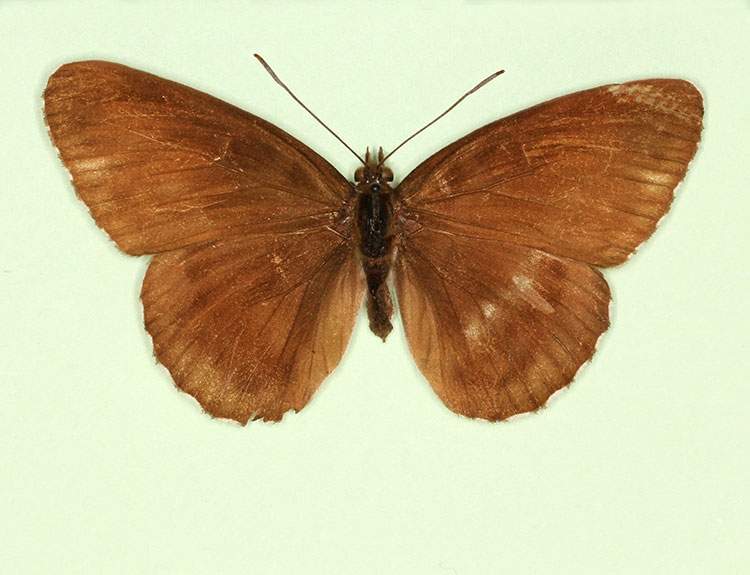 Limenitis camilla female (aberrant form nigrina 2) (Internet Image property of respective owner, non-commercial use only)